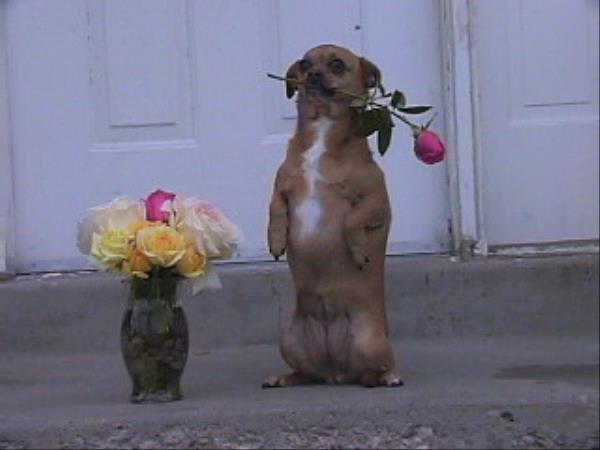 /Images/uploads/Humane Society of Utah/HSUCalendar/entries/972thumb.jpg